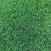 Innovation Zoysia Inman Sod